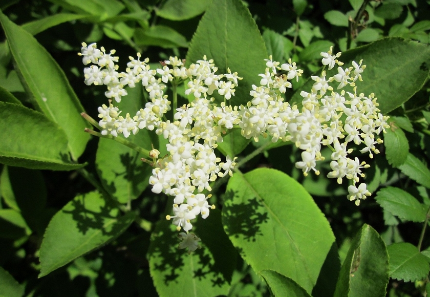 エルダーフラワーの悲劇 寒冷地のハーブ栽培