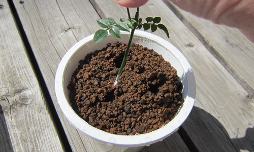 発根促進剤 ルートン を使って挿し木をする 寒冷地のハーブ栽培
