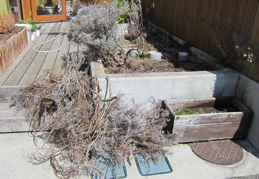 ラベンダーの枯れ枝の簡単な見分け方と剪定 寒冷地のハーブ栽培