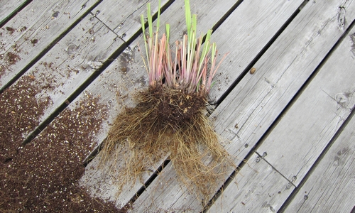 レモングラスの株分けと植え替え 寒冷地のハーブ栽培