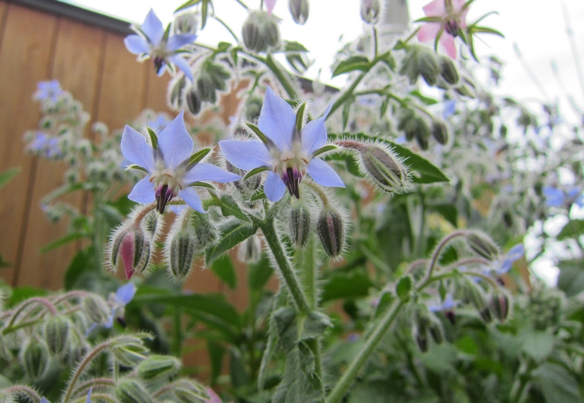 ボリジの花でかわいい氷を作ろう ハーブの使い方