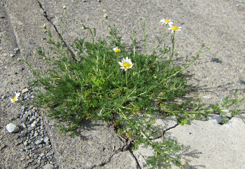 ローマンカモミールの植え替えをする 寒冷地のハーブ栽培