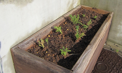 ローマンカモミールの植え替えをする 寒冷地のハーブ栽培