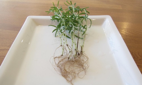 ローズマリーの剪定と植え替えをする 寒冷地のハーブ栽培