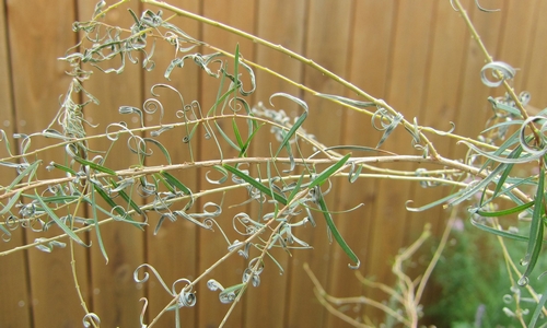 ティーツリーの鉢植え 水切れに厳重注意 寒冷地のハーブ栽培