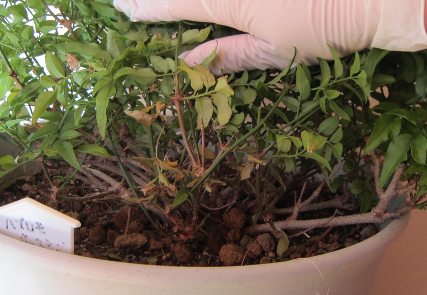 ハゴロモジャスミンの挿し木 挿し穂の作り方 寒冷地のハーブ栽培
