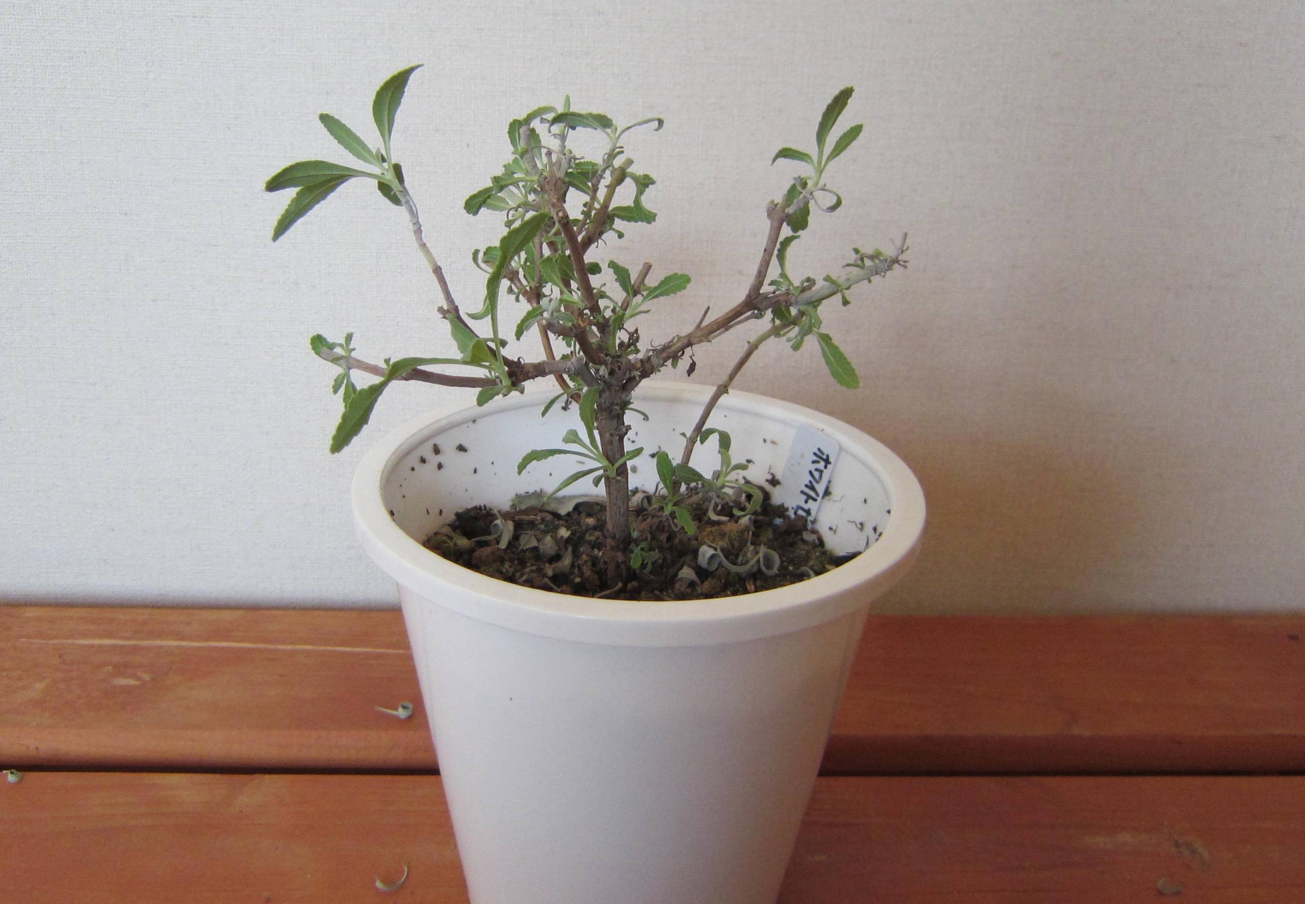 ホワイトセージが水切れ 瀕死からの復活 寒冷地のハーブ栽培