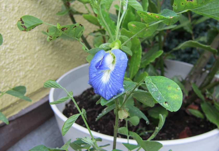 バタフライピーの初開花で驚いた 寒冷地のハーブ栽培