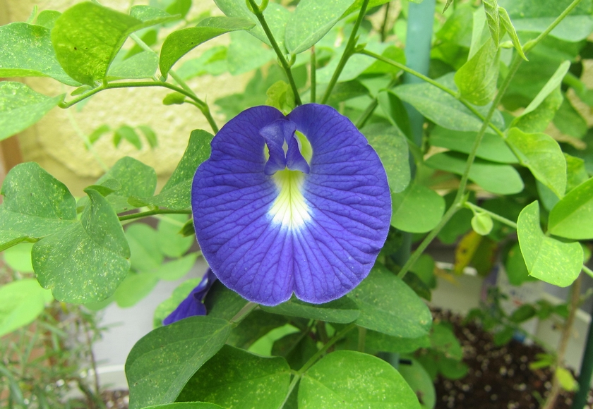 バタフライピーの初開花で驚いた 寒冷地のハーブ栽培