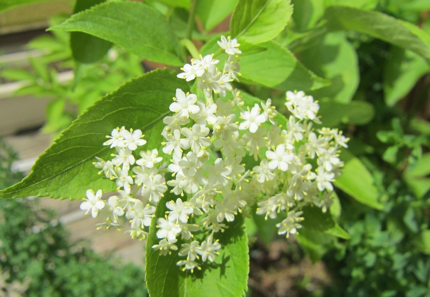 エルダーフラワー ４年目の成長記録 寒冷地のハーブ栽培